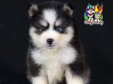 4 chiots Pomsky mâles à réserver non LOF nés en mars 2026
