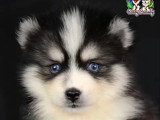 4 chiots Pomsky mâles à réserver non LOF nés en mars 2026