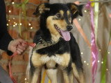 À adopter : chienne de 2 ans