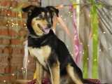 À adopter : chienne de 2 ans