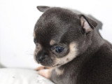 Magnifique chiot femelle Chihuahua LOF à vendre