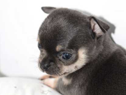 Magnifique chiot femelle Chihuahua LOF à vendre