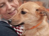 Adoption disponible : chiot femelle de 8 mois