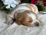 Adoption disponible : chiot femelle de 8 mois