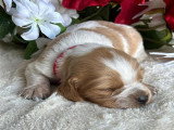 5 chiots Épagneul Breton à réserver LOF, nés en avril 2026
