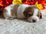 5 chiots Épagneul Breton à réserver LOF, nés en avril 2026