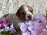 5 chiots Épagneul Breton à réserver LOF, nés en avril 2026