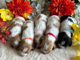 5 chiots Épagneul Breton à réserver LOF, nés en avril 2026