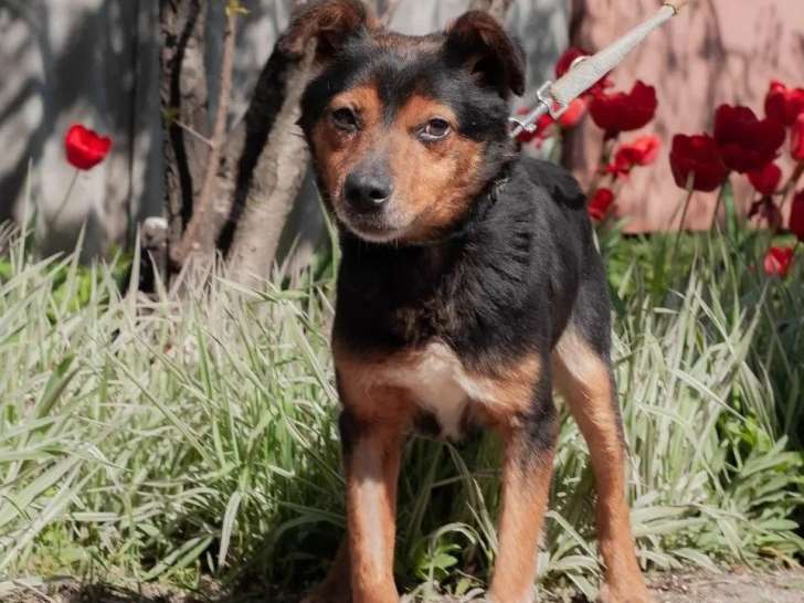 En attente d'adoption : chienne de 4 ans