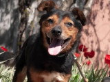 En attente d'adoption : chienne de 4 ans