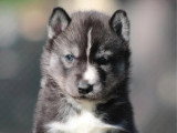 6 chiots Husky de Sibérie LOF nés en avril 2026 à réserver