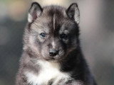 6 chiots Husky de Sibérie LOF nés en avril 2026 à réserver