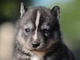 6 chiots Husky de Sibérie LOF nés en avril 2026 à réserver