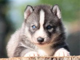 6 chiots Husky de Sibérie LOF nés en avril 2026 à réserver