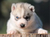 6 chiots Husky de Sibérie LOF nés en avril 2026 à réserver