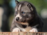 6 chiots Husky de Sibérie LOF nés en avril 2026 à réserver