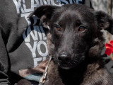 Chienne de 2 ans en attente d'un foyer