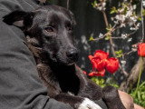 Chienne de 2 ans en attente d'un foyer
