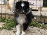 Chiot Berger des Shetland tricolore LOF mâle de février 2026 à vendre