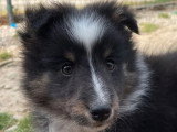 Chiot Berger des Shetland tricolore LOF mâle de février 2026 à vendre