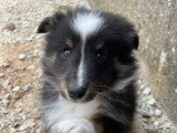 Chiot Berger des Shetland tricolore LOF mâle de février 2026 à vendre