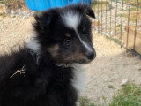 Chiot Berger des Shetland tricolore LOF mâle de février 2026 à vendre