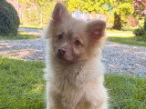 Chienne blanche de 3 ans à la recherche d'une famille
