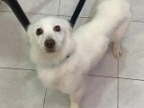 Chienne blanche de 3 ans à la recherche d'une famille