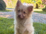 Chiot femelle Spitz cinnamon à vendre non LOF, né en décembre 2025