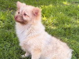 Chiot femelle Spitz cinnamon à vendre non LOF, né en décembre 2025