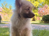 Chiot femelle Spitz cinnamon à vendre non LOF, né en décembre 2025
