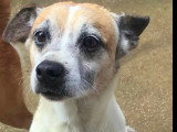 Chien au pelage marron et blanc de 7 ans à adopter