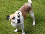 Chien au pelage marron et blanc de 7 ans à adopter