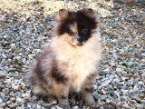 Chiot Spitz Nain femelle bleu merle à vendre non LOF, de janvier 2026
