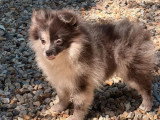 Chiot Spitz Nain femelle bleu merle à vendre non LOF, de janvier 2026