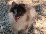 Chiot Spitz Nain femelle bleu merle à vendre non LOF, de janvier 2026