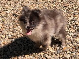 Chiot Spitz Nain femelle bleu merle à vendre non LOF, de janvier 2026