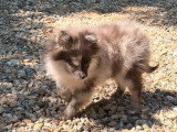 Chiot Spitz Nain femelle bleu merle à vendre non LOF, de janvier 2026