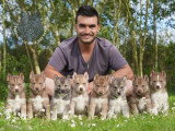 8 chiots Husky de Sibérie LOF nés en avril 2026 à réserver