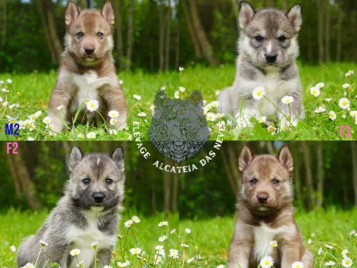 8 chiots Husky de Sibérie LOF nés en avril 2026 à réserver
