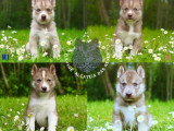 8 chiots Husky de Sibérie LOF nés en avril 2026 à réserver