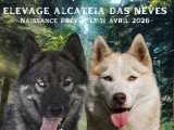 8 chiots Husky de Sibérie LOF nés en avril 2026 à réserver