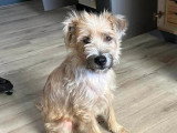 Chienne Griffon au pelage sable de 4 ans à adopter