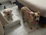 Chienne Griffon au pelage sable de 4 ans à adopter