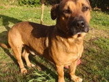 Chien marron de 3 ans en quête d'un foyer