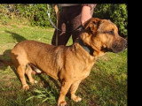 Chien marron de 3 ans en quête d'un foyer