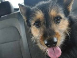 Chien Griffon noir et feu de 3 ans en attente d'un foyer