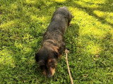 Chienne Teckel poil dur à vendre inscrite au LOF