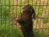 Chienne Teckel poil dur à vendre inscrite au LOF