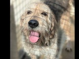 Chien Griffon tricolore de 8 ans en quête d'un foyer